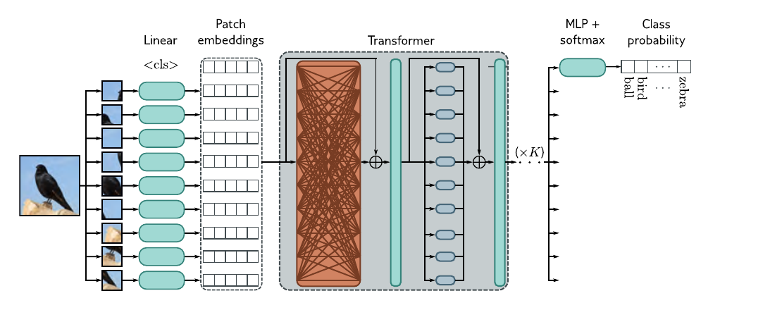 Vision Transformer converts image patches into token-like states