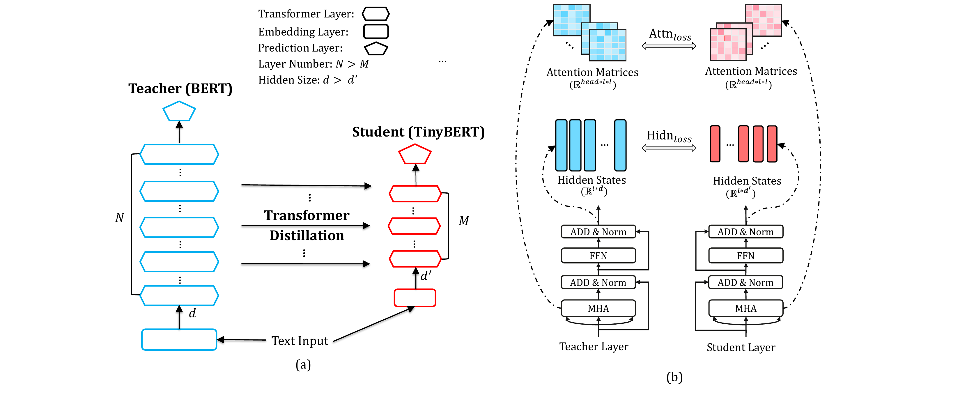 TinyBERT Figure 2 showing mapped Transformer layers with hidden-state and attention-matrix losses