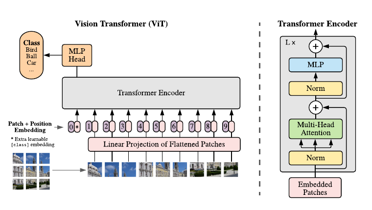 The Vision Transformer splits an image into fixed-size patches, linearly projects them, adds position embeddings, and passes the resulting rows to a Transformer encoder