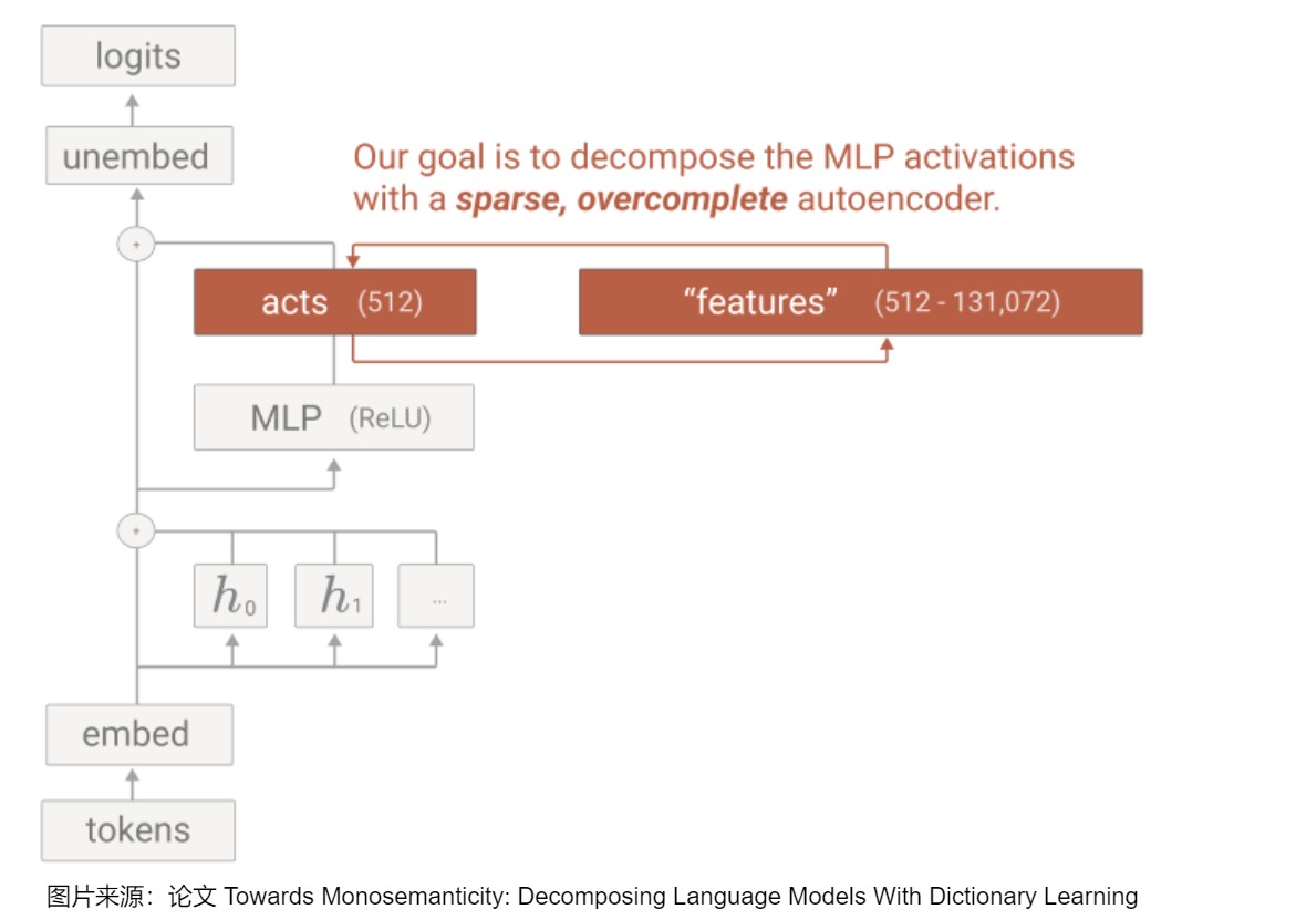 Sparse autoencoders decompose an MLP activation into an overcomplete feature dictionary